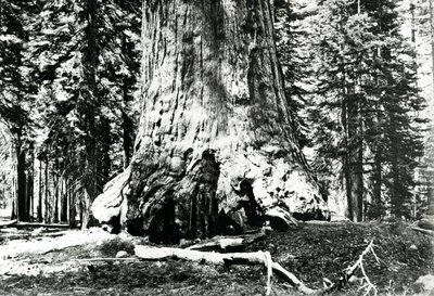 Base of the Grizzly Giant by Carleton E. Watkins